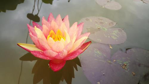 a pink and yellow water lily in a pond at Residence La Quiete in Alba