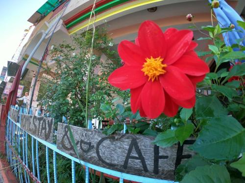 a red flower in a pot on a fence at Ritu Raj Home Stay & Cafe in Malther