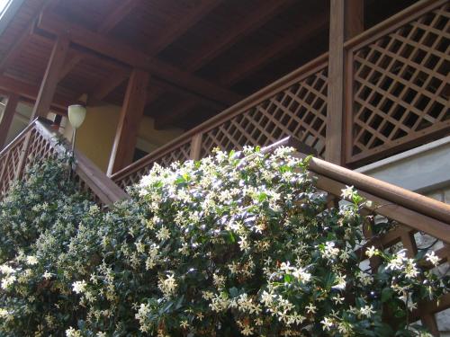 a large plant with white flowers on a staircase at La Casa di Ulisse B&B in Quercianella