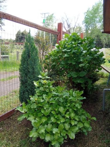 a couple of bushes next to a fence at Cabaña Gloria in Coñaripe