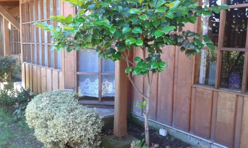 a small tree in front of a building at Hostal Kutralwe in Pucón