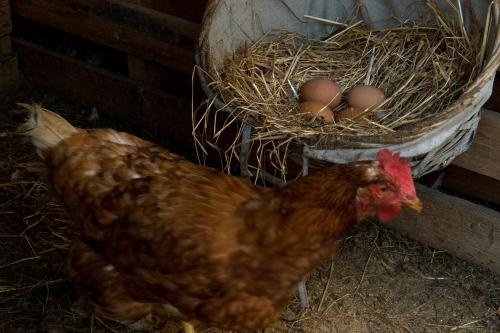 a brown chicken standing next to a nest with eggs at Re dream suite a tema - Rapallo in Rapallo