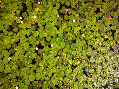 a bunch of green plants with white flowers at Wellness Landhaus Parth in Ossiach