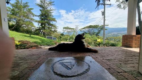 un perro sentado en el suelo mirando por una puerta en Magno Glamping en Boyacá