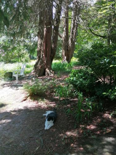 a black and white dog laying in the shade of a tree at Cullintra House in New Ross