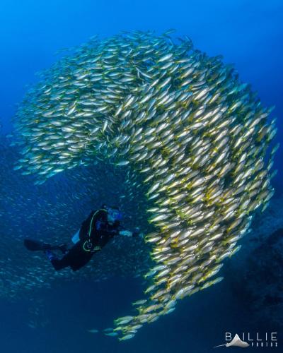 Hosté ubytování Hydronauts Diving Resort - Koh Tao