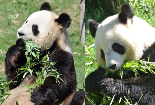 duas fotos de um urso panda a comer erva em La Maison Bleue em Villefranche-Sur-Cher