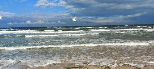 a bird flying over the ocean with waves at Gemütliche FeWo Bi-Uns in Gustow
