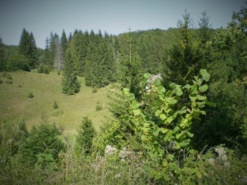 a green field with trees in the background at Hámori Álom in Miskolc