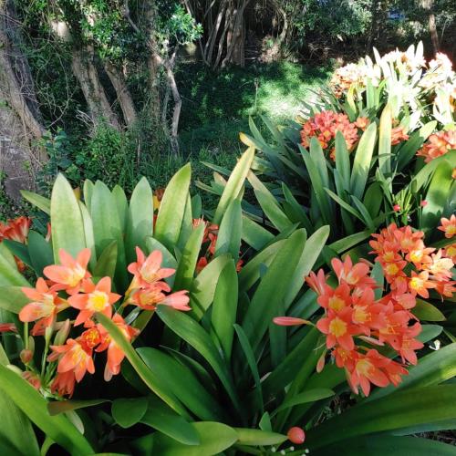 a garden with orange flowers and green plants at Yellowwood Lodge in Knysna
