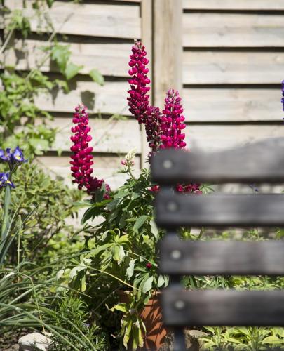 a group of purple flowers next to a bench at Der espenhof Landhotel, Tagungshotel & Weingut in Flonheim