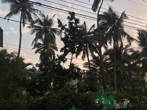 a group of palm trees on a city street at Ocean Way Guest House in Baga