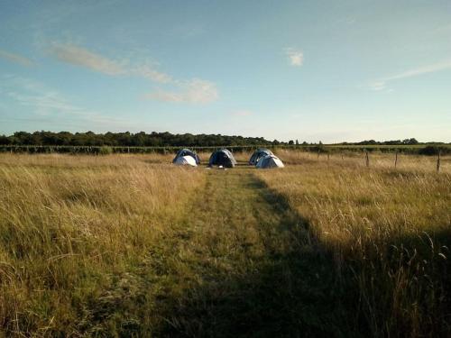 a group of three tents in a field at Le Bois Davy in Le Thoureil