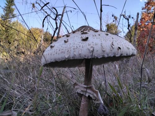 a white mushroom in a field of tall grass at Frasta's Rose in Plaka