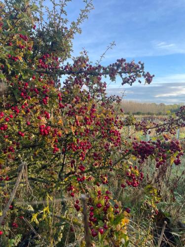 a bunch of red berries on a tree in a field at East Learmouth Lakeside Lodges in Cornhill-on-tweed