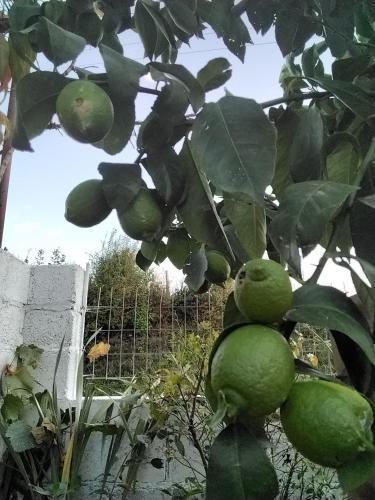 a bunch of green fruit hanging from a tree at Frasta's Rose in Plaka