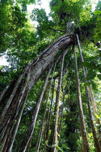 a tall tree in the forest with its roots at La Mello Country House in Palomino