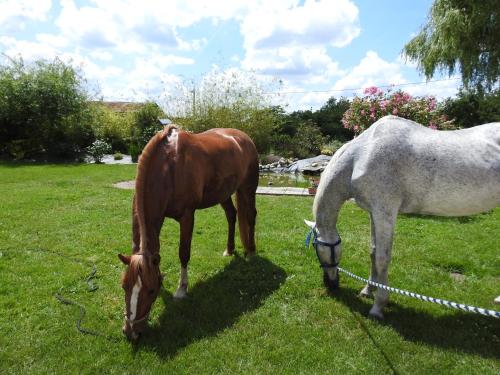 een paard en een wit paard grazend in het gras bij Chambres d'Hôtes La Quèrière in Mur-de-Sologne