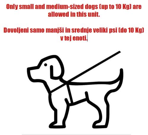 a picture of a dog wearing a leash at Apartments Pri nas in Kobarid