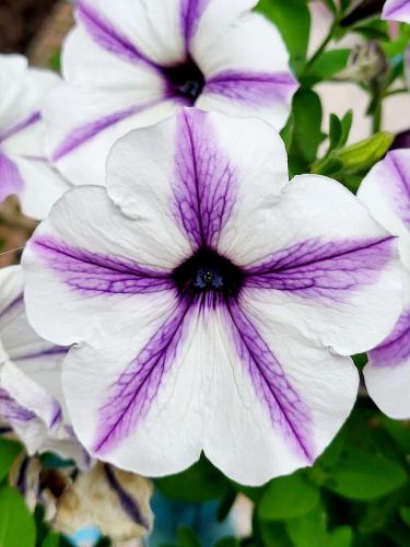 a close up of a white and purple flower at El Rincon de Carmen in Rute