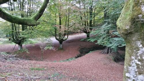 a path through a forest with trees and a stream at Andramari Tourist Home Parking& wifi in Amorebieta-Etxano