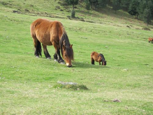 a horse and a baby horse grazing in a field at Andramari Tourist Home Parking& wifi in Amorebieta-Etxano