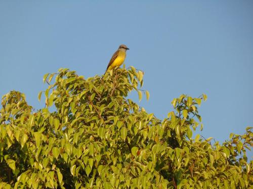 a bird perched on top of a tree at Rancho do Colega in Santa Branca