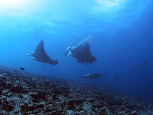 a group of stingrays swimming in the ocean at Unwind Dhigurah in Dhigurah