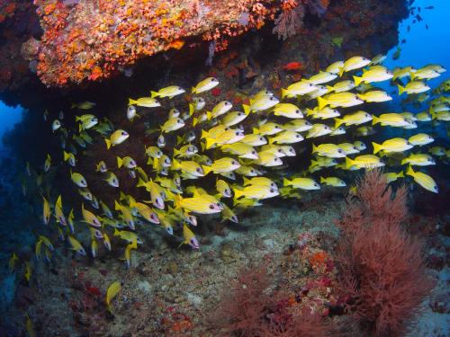 a group of fish on a coral reef at Unwind Dhigurah in Dhigurah