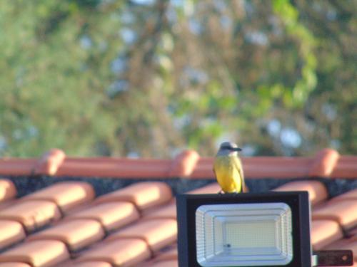 a yellow bird sitting on top of a roof at Rancho do Colega in Santa Branca