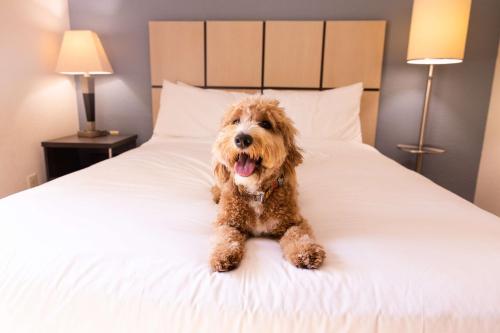 a brown dog sitting on a white bed at Sonesta Simply Suites Chicago O'Hare Airport in Schiller Park