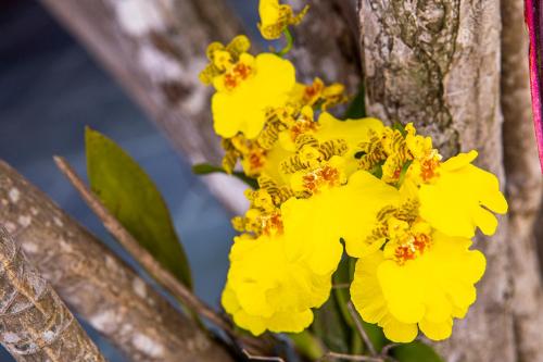 Φωτογραφία από το άλμπουμ του Suítes Las Flores Maresias σε Maresias