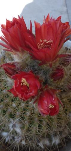 Ảnh trong thư viện ảnh của Los Cactus ở Tafí del Valle