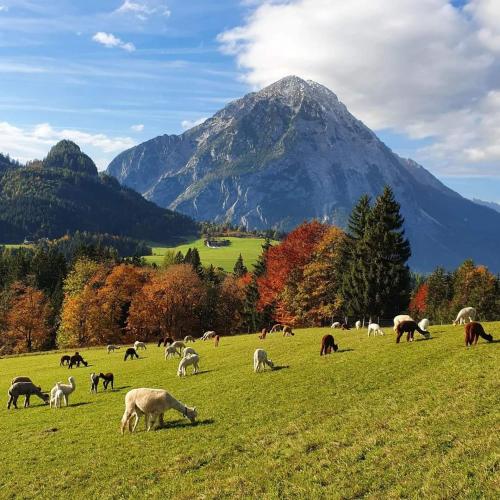 a herd of sheep grazing in a field with a mountain at Alpenchalet im Steirischen Salzkammergut in Tauplitz