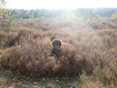 a dog is sitting in the tall grass at Landgoedhoeve Vosbergen in Heerde
