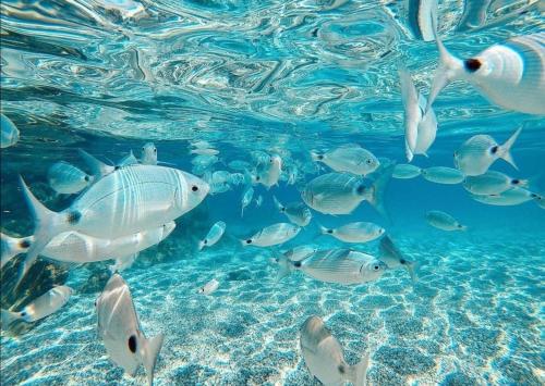 a group of fish swimming in the water at El Playaíso de Aguamarga in Agua Amarga