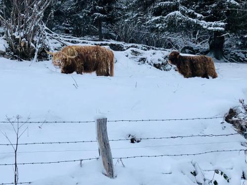 two animals standing in the snow next to a fence at Accomodatie in Villa Werschmatt in Kruth