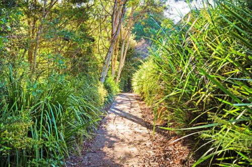 a dirt path through a forest with tall grass at Forest Haven 2 BR Styled Modern Sanctuary at Maleny in Maleny