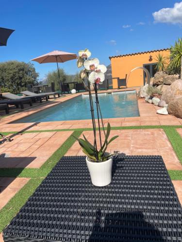 uma planta de vasos sentada num tapete preto ao lado de uma piscina em A CASA DI JO em Calenzana