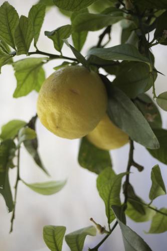 a couple of lemons hanging from a tree at Hideaway in Kas