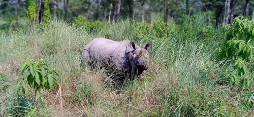 a rhino walking through a field of tall grass at Crocodile Safari Camp in Chitwan