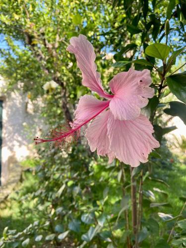 a pink flower is hanging from a tree at Palazzo Vecchio Cocumola in Cocumola