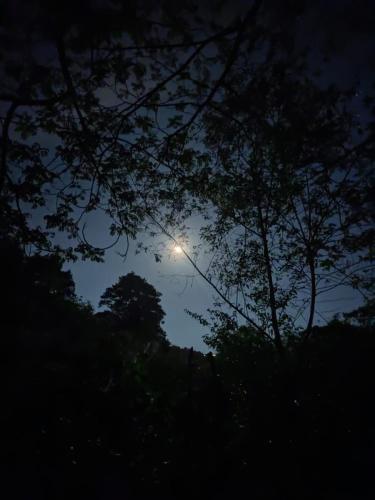 a view of the moon through the trees at night at Finca Jardín del Agua in Sasaima