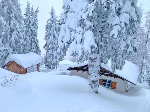 domek w śnieżnym lesie z drzewami pokrytymi śniegiem w obiekcie Ski in - Ski out am Hauser Kaibling w mieście Haus im Ennstal