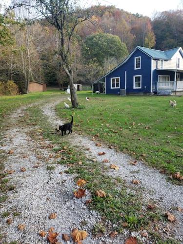een zwarte kat die over een grindweg loopt naast een blauw huis bij Red River Gorge Farmhouse 50 Acres in Stanton