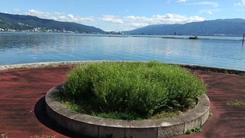 a green bush in a concrete planter next to a body of water at マークヴィラ諏訪湖 siteA in Shimo-suwa