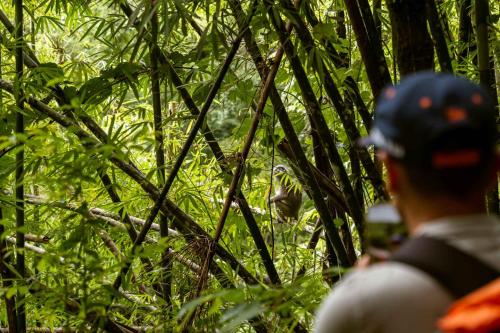 a man is looking at a monkey in the forest at Monkey Mansion - Jungalows & Tours in Khao Sok