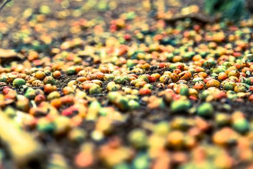 a pile of different colored fruits on a table at Sky Island Resort in Ponta Malongane