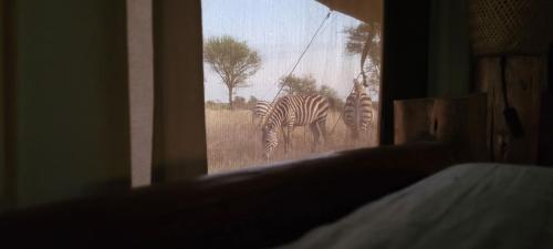 Foto sihtkohas Serengeti asuva majutusasutuse Zawadi Camp galeriist