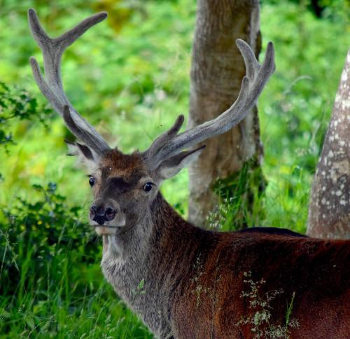 a deer with large antlers standing in the grass at Creran Apartment, Kinlochlaich House in Appin